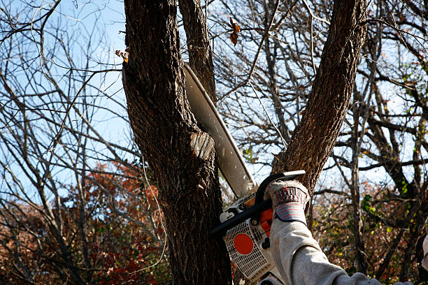 Professional Tree Removal Services in Estherville, IA